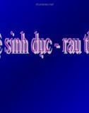 Hệ sinh dục - rau thai