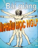 Bài giảng Giải phẫu học người