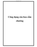 Công dụng của hoa cẩm chướng