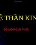 Bài giảng Hệ thần kinh - BS. Lê Quang Tuyền