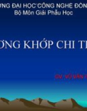 Bài giảng Xương khớp chi trên - GV. Vũ Văn Tiến