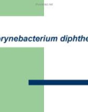 Corynebacterium diphtheriae