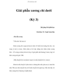 Giải phẫu xương chi dưới (Kỳ 3)