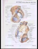 Atlas giải phẫu người - Phần 2