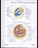 Atlas giải phẫu người - Phần 3