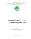 TÁI SINH PHÔI SOMA CÂY MÍT (Artocarpus heterophyllus Lam)