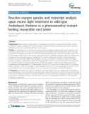 báo cáo khoa học: Reactive oxygen species and transcript analysis upon excess light treatment in wild-type Arabidopsis thaliana vs a photosensitive mutant lacking zeaxanthin and lutein