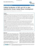 báo cáo khoa học: Cellular localization of ROS and NO in olive reproductive tissues during flower development