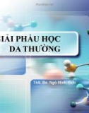 Bài giảng Giải phẫu học da thường - ThS. BS. Ngô Minh Vinh