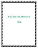 Cây hoa sữa, chữa đau răng