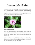 Dừa cạn chữa bế kinh