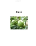 Cây ổi