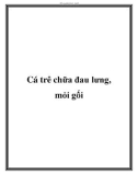 Cá trê chữa đau lưng, mỏi gối