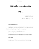 Giải phẫu vùng cẳng chân (Kỳ 1)