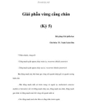 Giải phẫu vùng cẳng chân (Kỳ 5)