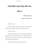 Giải phẫu vùng cẳng chân sau (Kỳ 3)