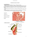 Giào trình Hội chứng vàng da tắc mật