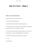 SỎI TÚI MẬT – Phần 3