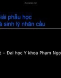 Bài giảng Giải phẫu học và sinh lý nhãn cầu - ĐH Y khoa Phạm Ngọc Thạch