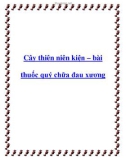 Cây thiên niên kiện – bài thuốc quý chữa đau xương