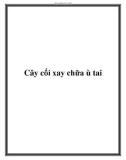 Cây cối xay chữa ù tai