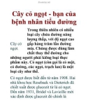 Cây cỏ ngọt - bạn của bệnh nhân tiểu đường