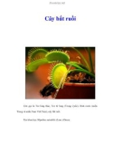 Cây bắt ruồi