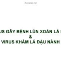 Báo cáo: Virus gây bệnh lùn xoắn lá lúa và virus khảm lá đậu nành