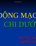 Động mạch chi dưới (Giải phẫu học)