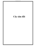 Cây sâm đất