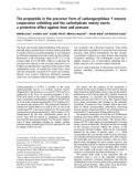 Báo cáo khoa học: The propeptide in the precursor form of carboxypeptidase Y ensures cooperative unfolding and the carbohydrate moiety exerts a protective effect against heat and pressure