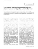 Báo cáo khoa học: Experimental Infection of Conventional Pigs with Streptococcus suis serotype 2 by Aerosolic Exposure