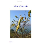 CÂY SỪNG DÊ