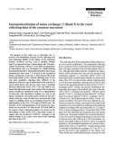 Báo cáo khoa học: Immunolocalization of anion exchanger 1 (Band 3) in the renal collecting duct of the common marmoset