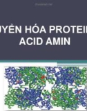 Bài giảng Chuyển hóa Protein và Acid amin