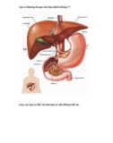 Tìm hiểu chức năng của gan