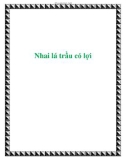 Nhai lá trầu có lợi