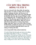 CÂY SƠN TRA TRONG ÐÔNG VÀ TÂY Y