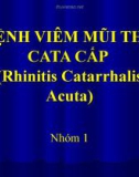 Bệnh viêm mũi thể Cata cấp