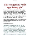 Cây cỏ ngọt hay 'chất ngọt hoàng gia'