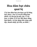 Hoa dâm bụt chữa quai bị