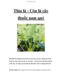 Thìa là - Còn là cây thuốc nam quý