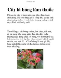 Cây lá bỏng làm thuốc