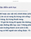 Ký sinh trùng - Sán lá gan nhỏ (Phần 2)