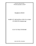 Luận văn Thạc sĩ Sinh học: Nghiên cứu môi trường nuôi cấy in vitro cây Bình vôi (Stephania spp)