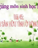 Bài giảng Sinh học 11 bài 45: Sinh sản hữu tính ở động vật