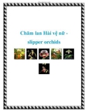 Chăm lan Hài vệ nữ slipper orchids