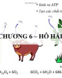 Bài giảng Sinh lý học thực vật - Chương 6: Hô hấp