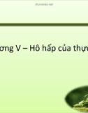 Bài giảng Sinh lý học thực vật: Chương 5 - TS. Trần Thế Hùng