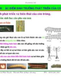 Bài giảng côn trùng : Đặc điểm sinh trưởng phát triển của côn trùng part 3